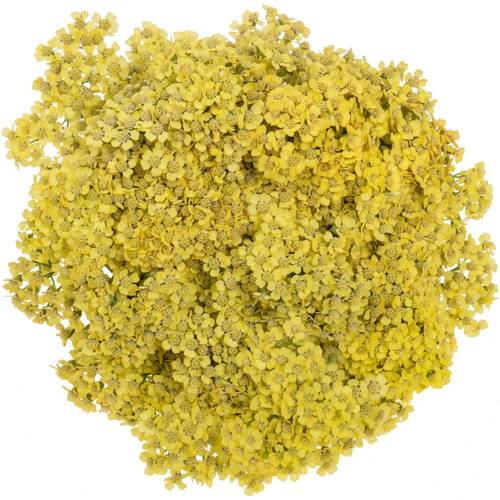 Achillea hell gelb Goldfinger 65cm