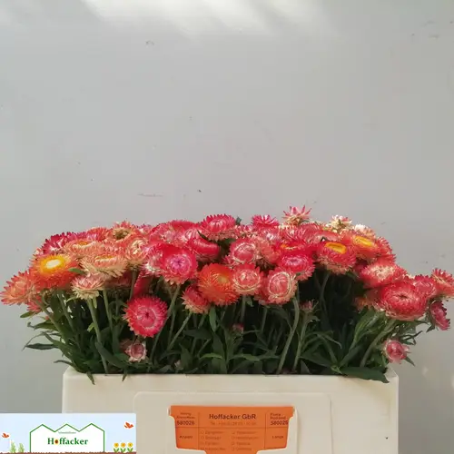 Helichrysum lachs 50cm
