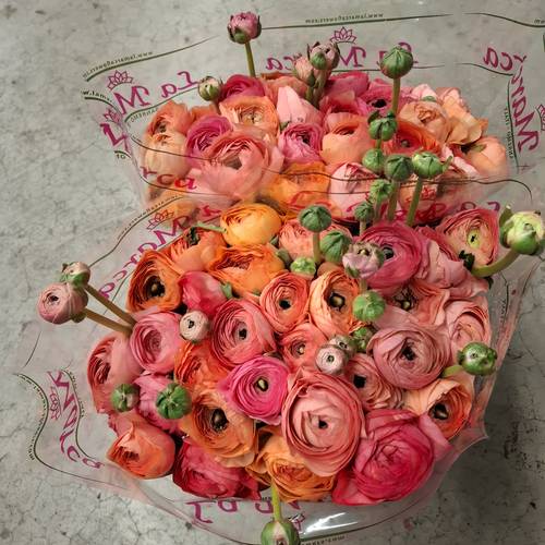 Ranunkel apricot-orange Cloni Salmon 898 40cm x 30