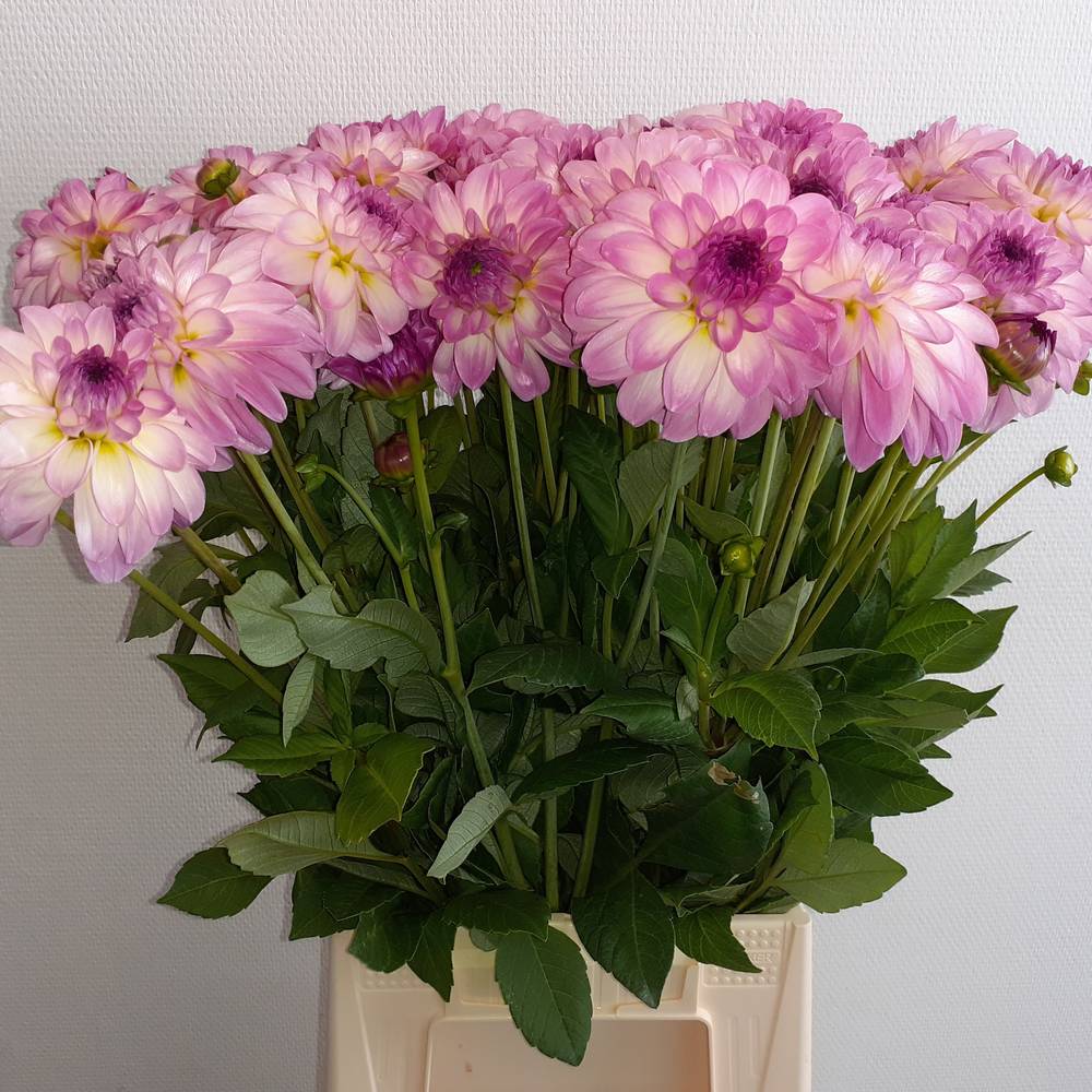 Dahlia rosa/weiss Morning Kiss 55cm