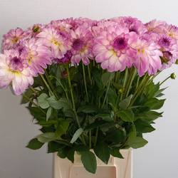 Dahlia rosa/weiss Morning Kiss 55cm