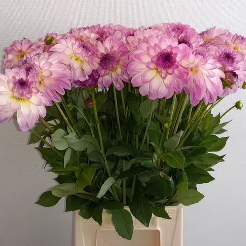 Dahlia rosa/weiss Morning Kiss 55cm