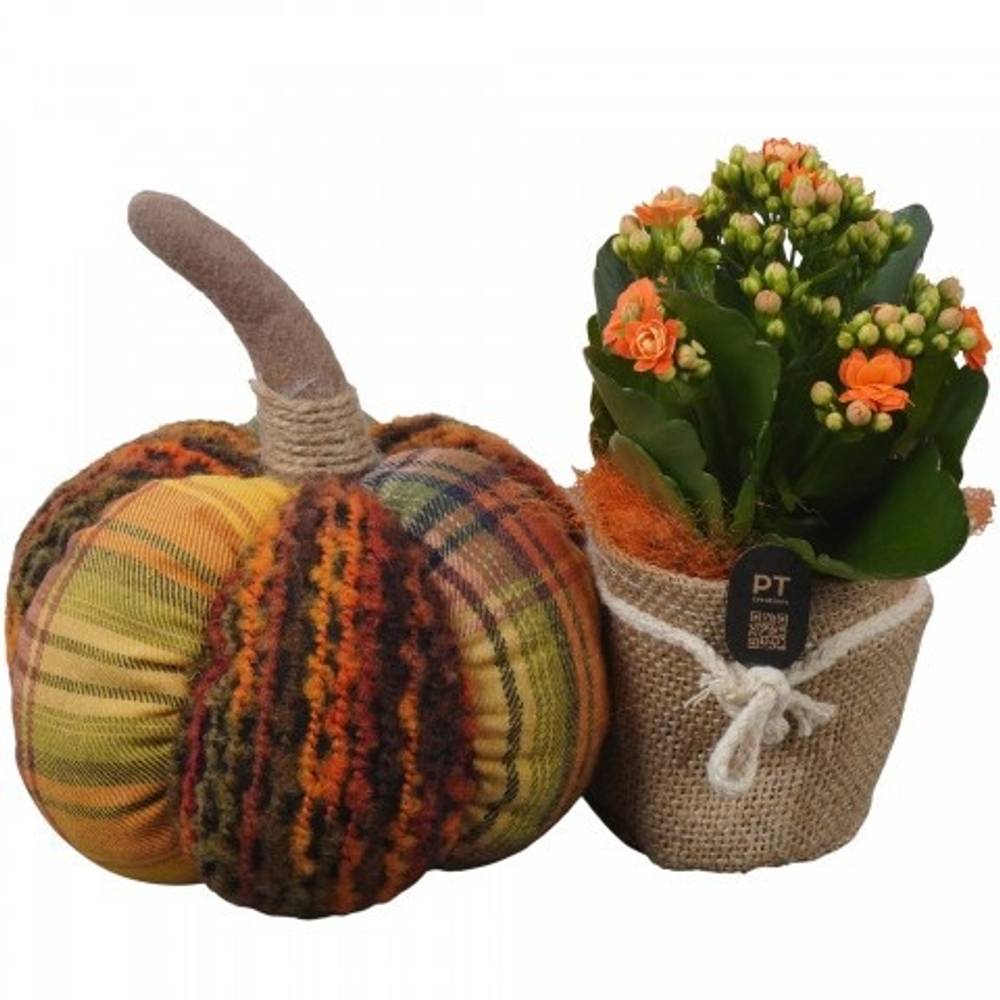 Kal.Arr PTHI3330 Herbst T24 H018