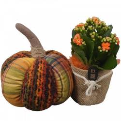 Kal.Arr PTHI3330 Herbst T24 H018