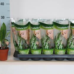 Convallaria Majalis 2-R T09 H025