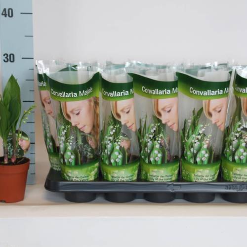 Convallaria Majalis 2-R T09 H025