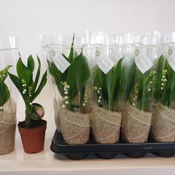 Convallaria Majalis 2-R T09 H025