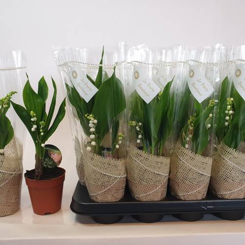 Convallaria Majalis 2-R T09 H025