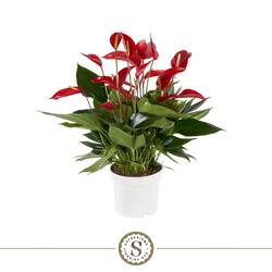 Anthurium rot Mille Fleurs Roja T17 H055