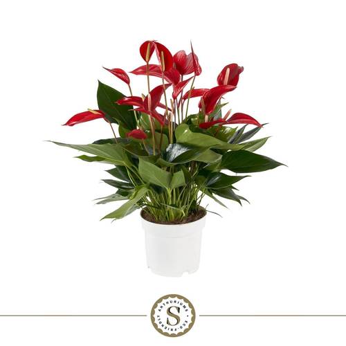 Anthurium rot Mille Fleurs Roja T17 H055
