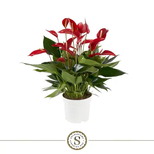 Anthurium rot Mille Fleurs Roja T17 H055