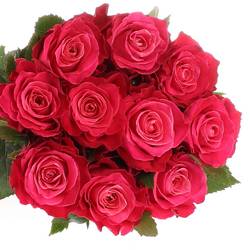 Rose lila Movie Star 40cm Muttertag