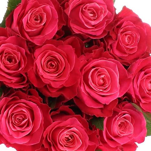 Rose lila Movie Star 40cm Muttertag