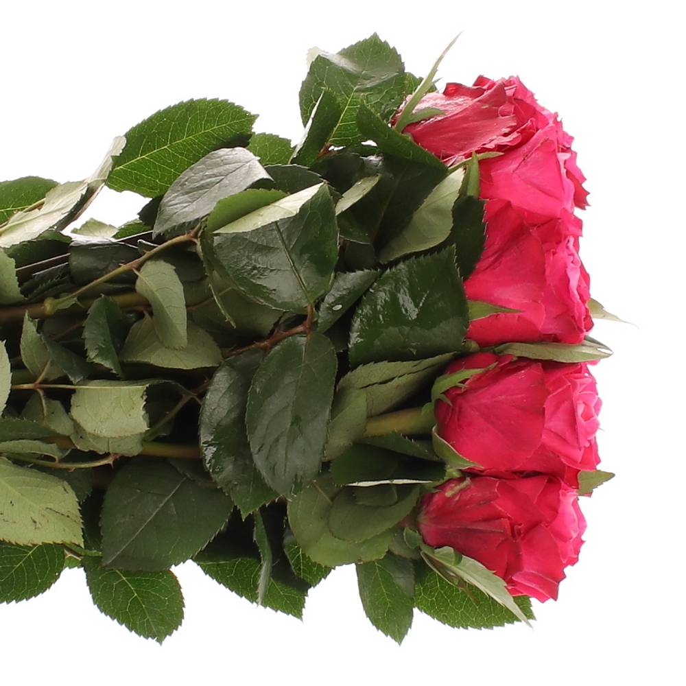 Rose lila Movie Star 40cm Muttertag