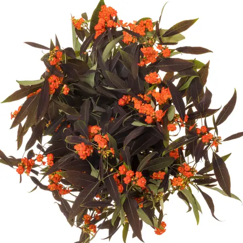 Euphorbia rot Ruby Red Kamm Blüte 15cm 80cm