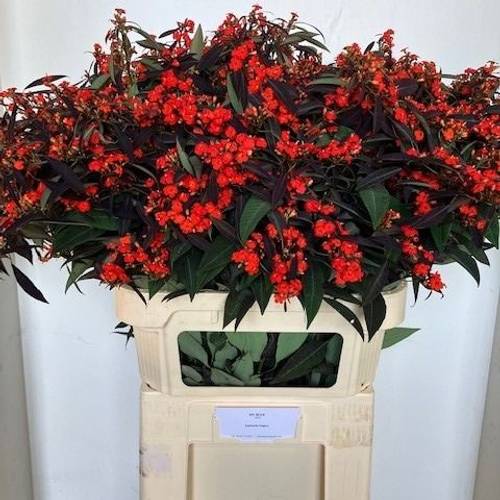 Euphorbia rot Ruby Red Kamm Blüte 15cm 80cm