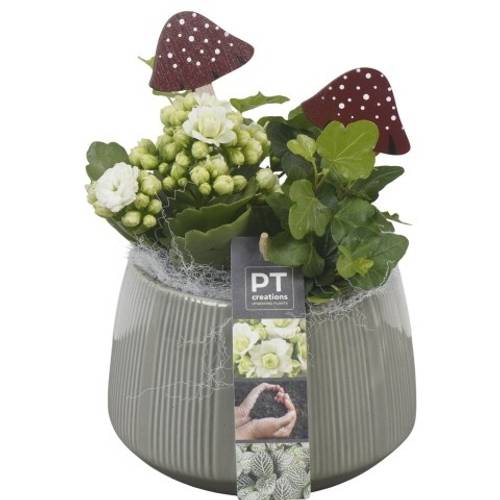 Kal.Arr PTHI5533 Herbst T14 H021