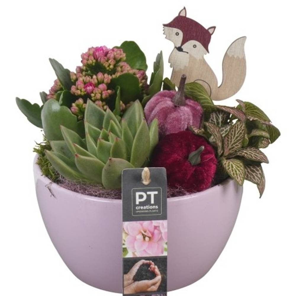 Kal.Arr PTHI5554 Herbst T15 H021
