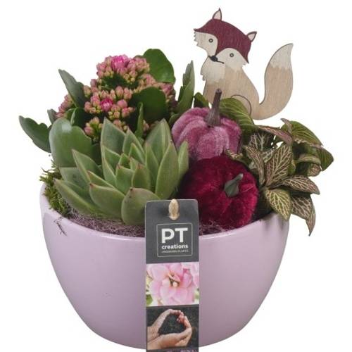 Kal.Arr PTHI5554 Herbst T15 H021