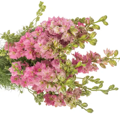 Rittersporen rosa 90cm