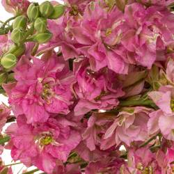 Rittersporen rosa 90cm