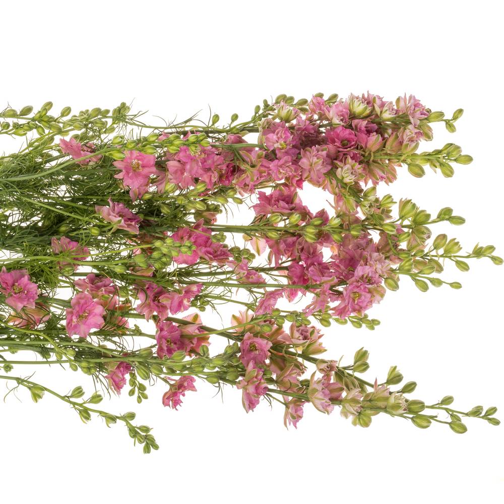 Rittersporen rosa 90cm