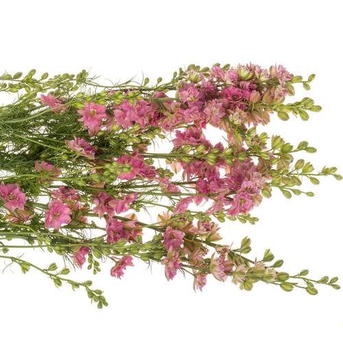 Rittersporen rosa 90cm