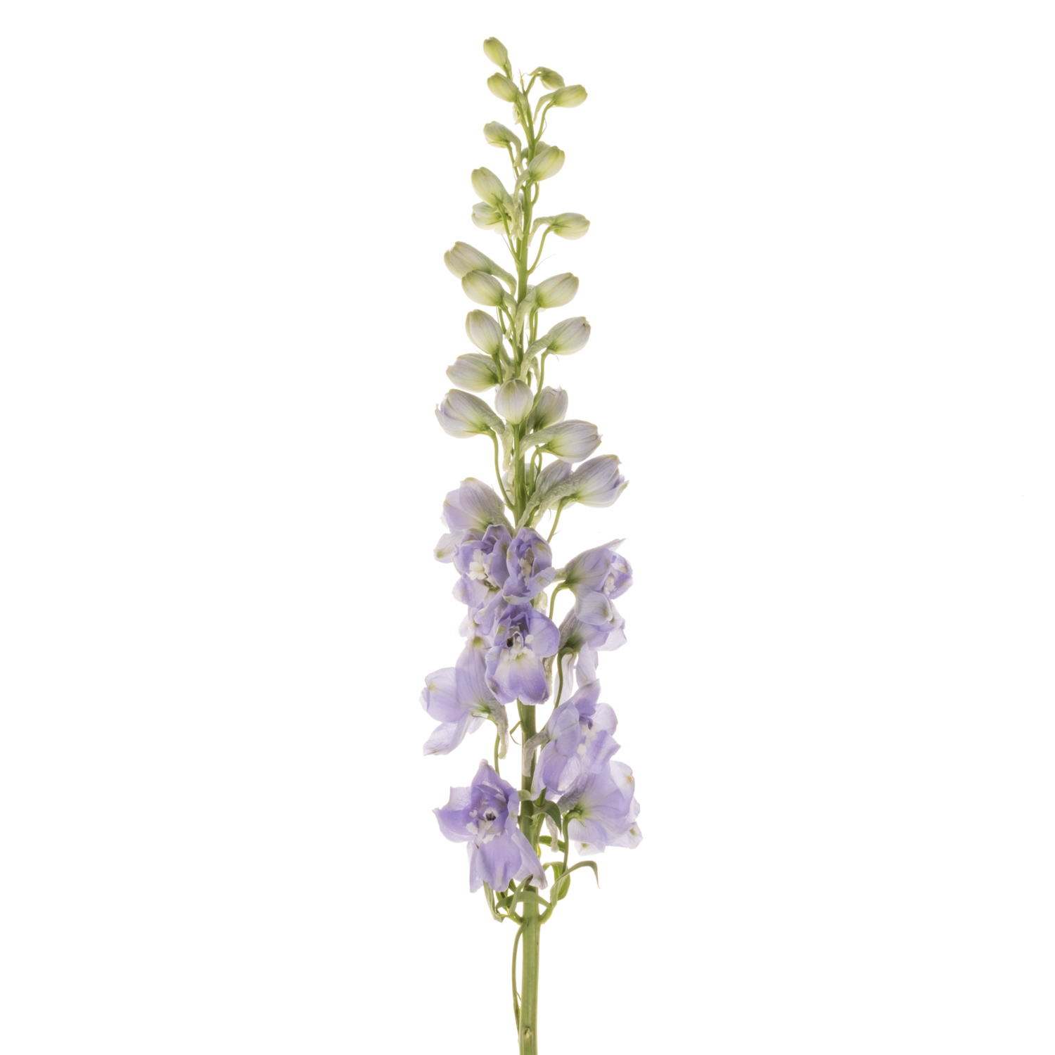 Delphinium milka lavendel Aurora 70cm