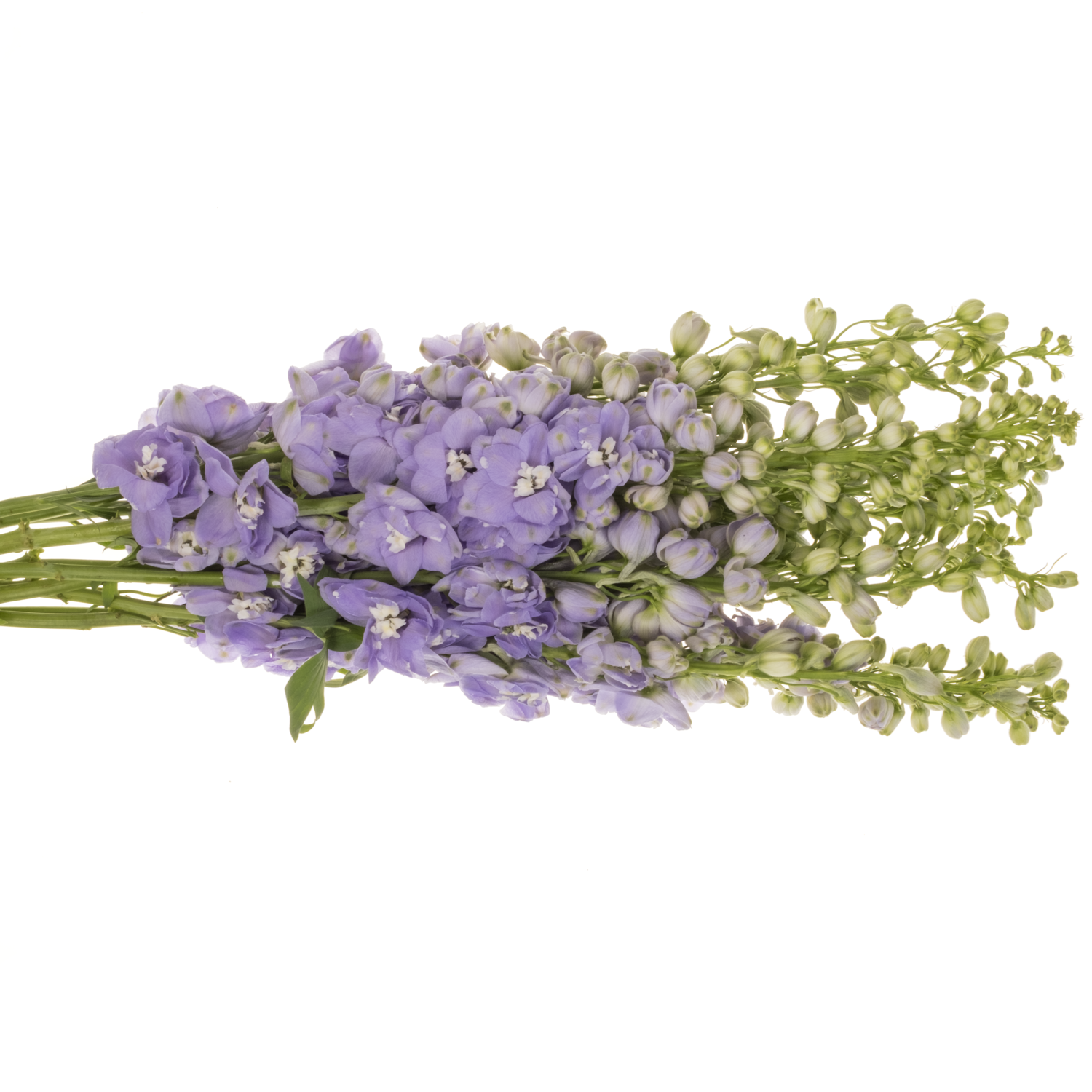 Delphinium milka lavendel Aurora 70cm