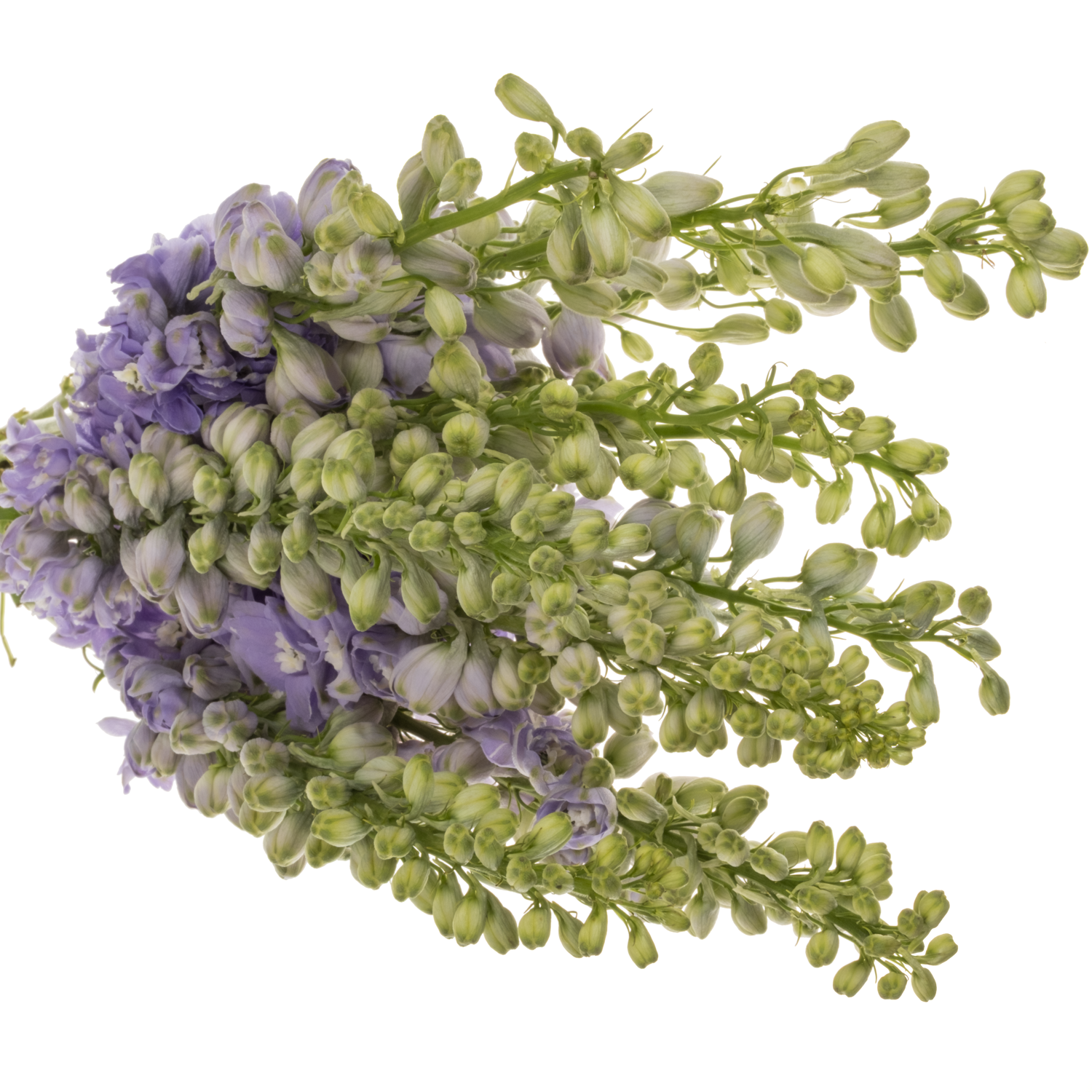 Delphinium milka lavendel Aurora 70cm