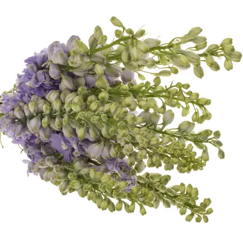 Delphinium milka lavendel Aurora 70cm