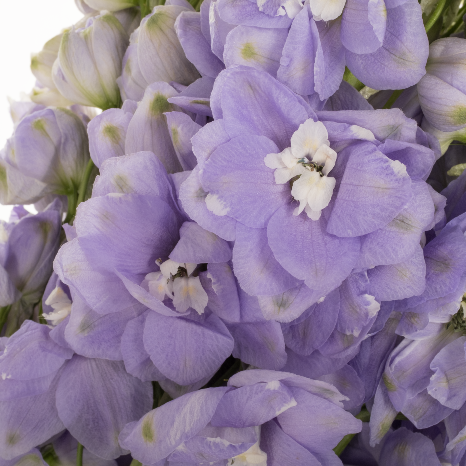 Delphinium milka lavendel Aurora 70cm
