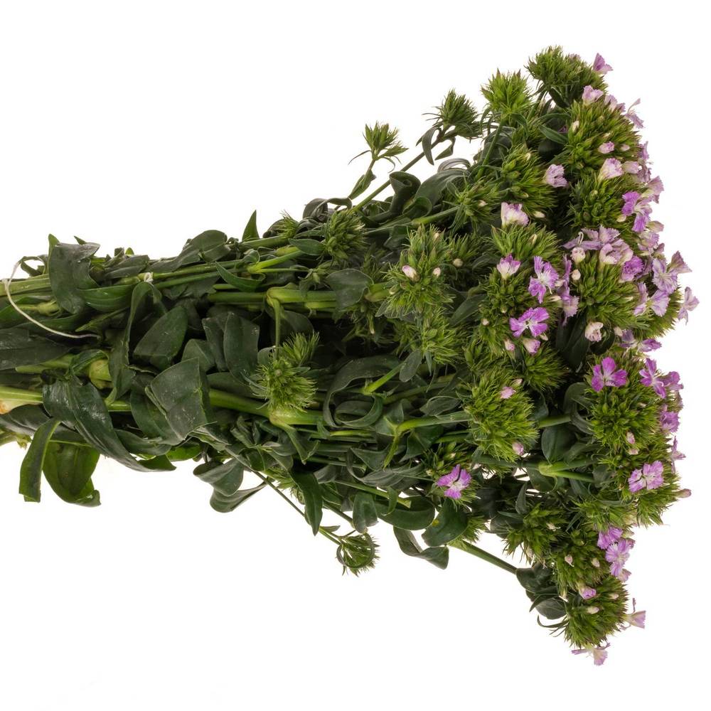 Bartnelke hell rosa Lavendel Magic 35cm