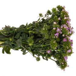 Bartnelke hell rosa Lavendel Magic 35cm