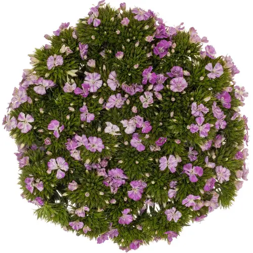 Bartnelke hell rosa Lavendel Magic 35cm
