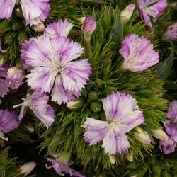 Bartnelke hell rosa Lavendel Magic 35cm