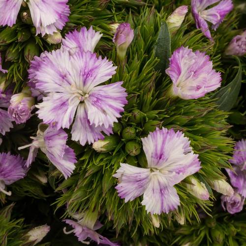 Bartnelke hell rosa Lavendel Magic 35cm