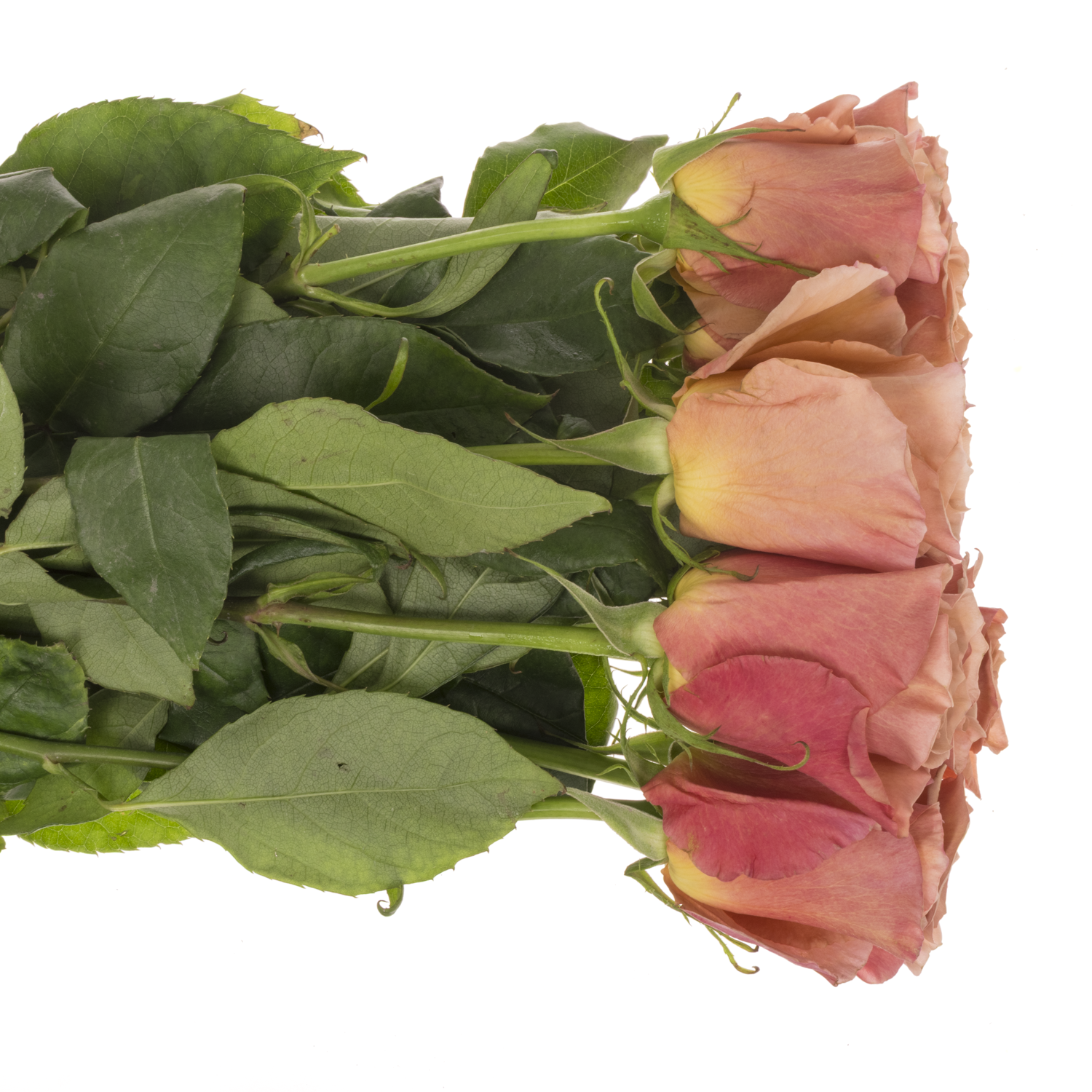 Rose braun Moab 50cm