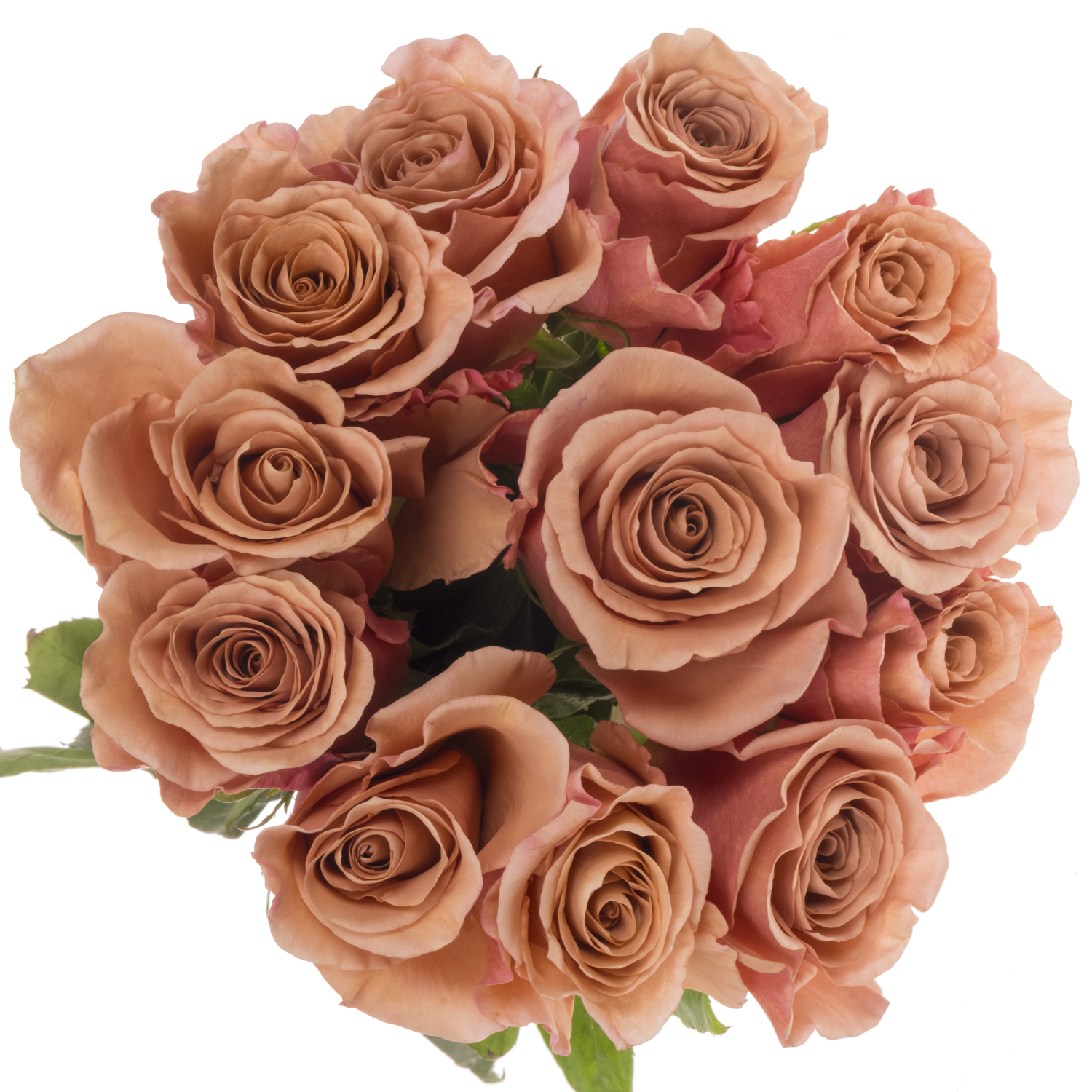 Rose braun Moab 50cm