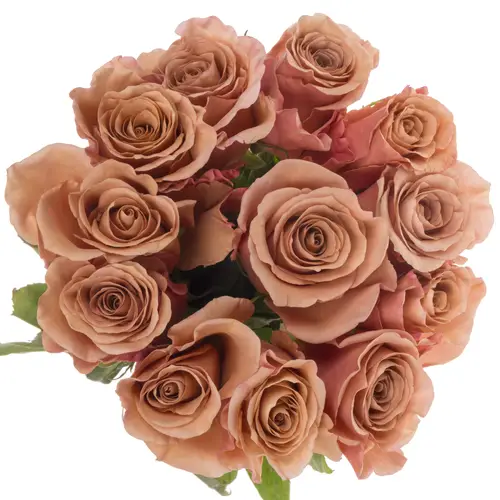 Rose braun Moab 50cm