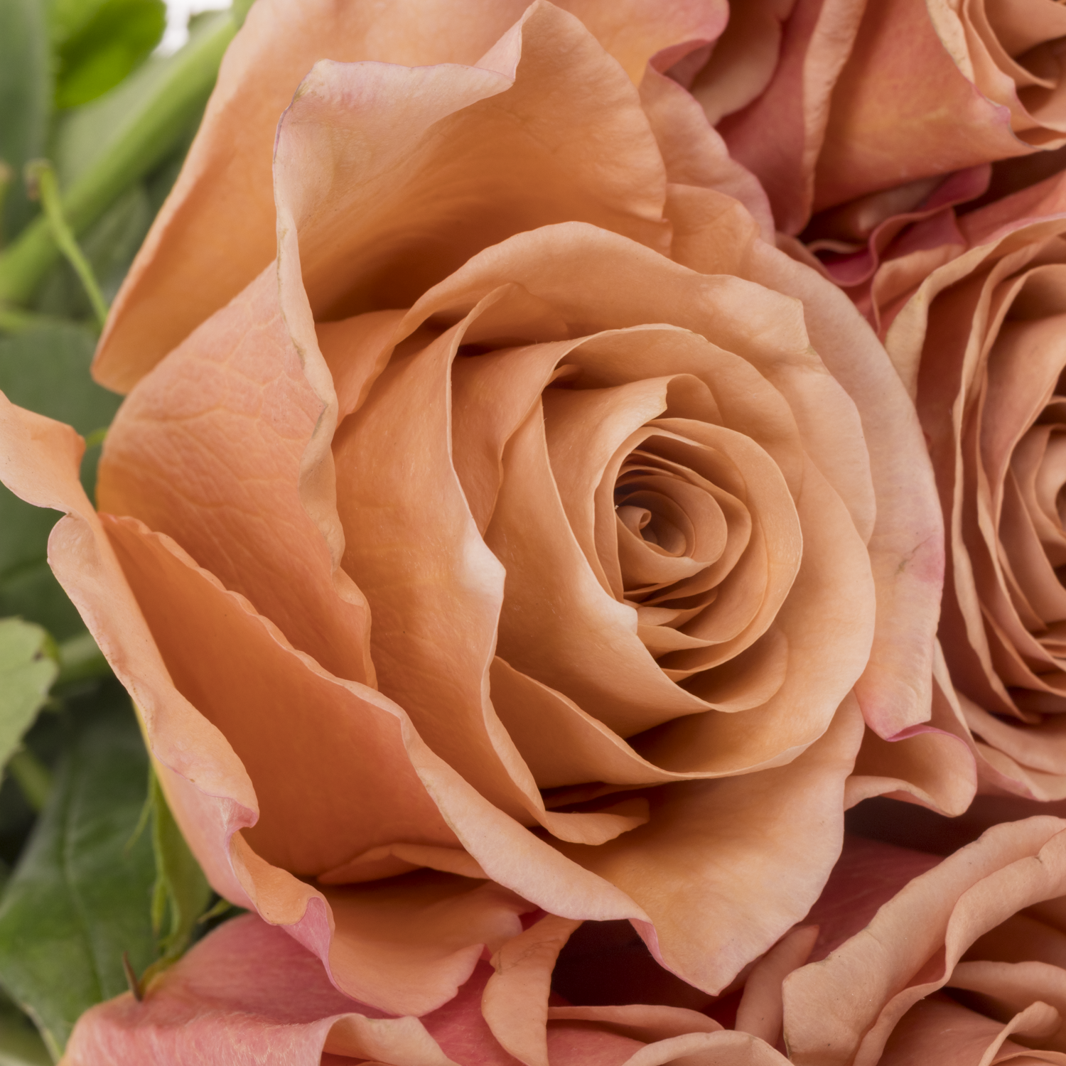 Rose braun Moab 50cm