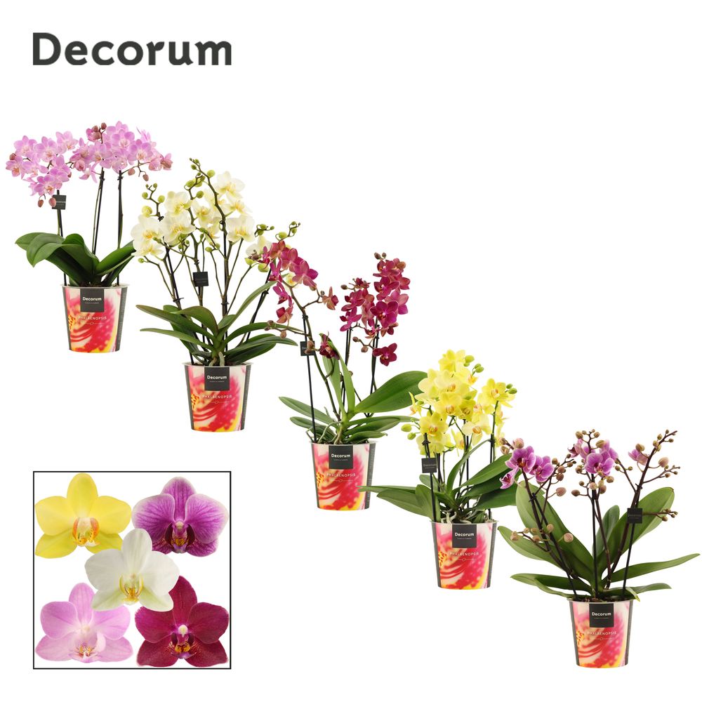 Phal.3-4R mix Dazzling Melange T12 H35