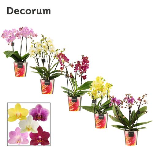 Phal.3-4R mix Dazzling Melange T12 H35