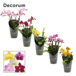 Phal.3-4R mix Dazzling Melange T12 H035