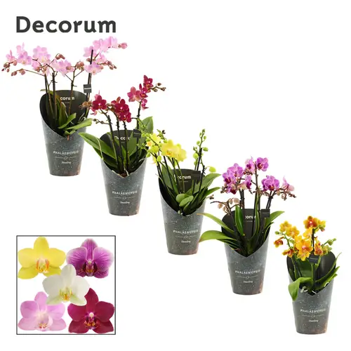 Phal.3-4R mix Dazzling Melange T12 H035