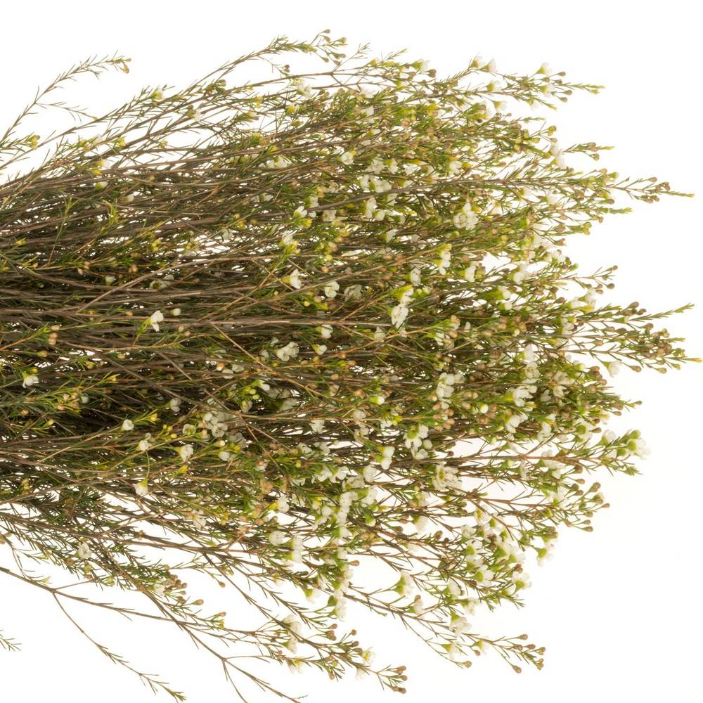 Wachsflower creme/weiss Crystal 40 Gramm 80cm