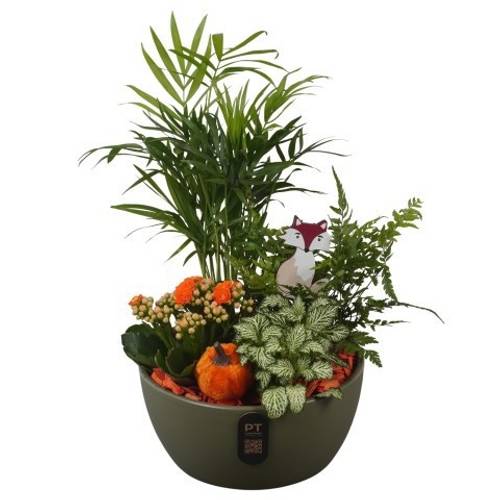 Chamaed.Arr PTHI3232 Herbst T18 H034