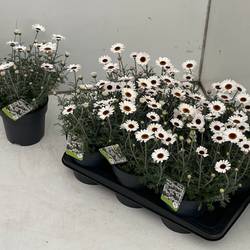 Rhodanthemum weiss Casablanca T17 H036