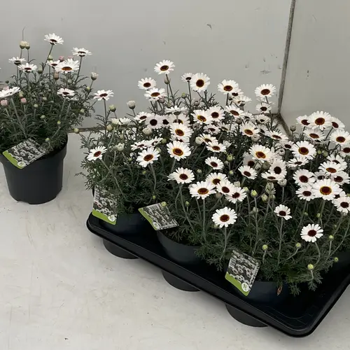 Rhodanthemum weiss Casablanca T17 H036