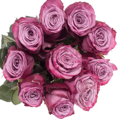 Rose milka Moody Blues (Ec) 50cm X10